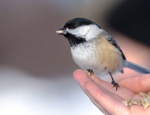 Chickadees and Small Wonders in the Coming of Spring